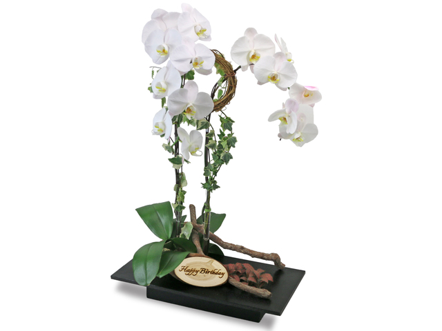 Birthday Present - Orchids Vase Florist Gift  PH27B - L76607404b Photo