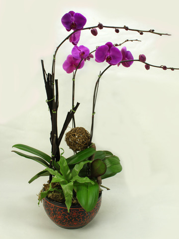CNY Gift - Orchids D - B3192 Photo