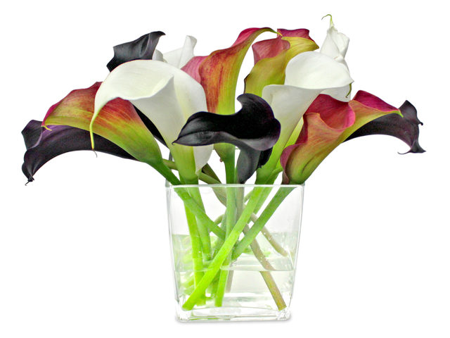 Florist Flower in Vase - Calla-Lilies Florist arrangement V1 - L3135215 Photo