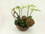 Flower Shop New Product Orchids B Flower Shop New Product B3247