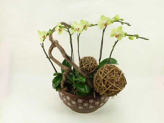 Flower Shop New Product - Orchids B - B3247