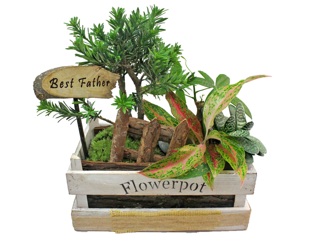 Flower Shop Plants - Father's Day Green Plant  P2 - L3123068 Photo