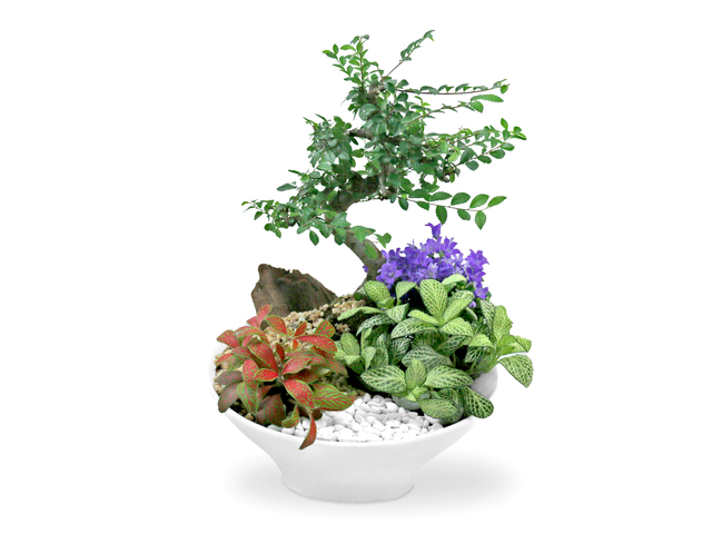 Flower Shop Plants - Good Fortune Green Gift Plant A01 - L36668489 Photo
