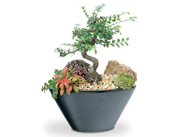 Flower Shop Plants - Good Forture Gift Green Bonsai Plant R01 - L36668532 Photo