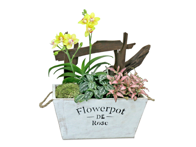 Flower Shop Plants - Green Good Luck Plant T02 - L36668657 Photo