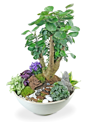 Flower Shop Plants - Green Lucky Gift Bonsai Plant L05 - L36668512 Photo