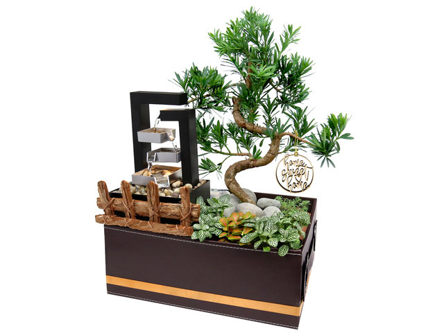 Flower Shop Plants - Housewarming Plant with Flowing Water Furnishing Gift Set SS02 - HH0623A1 Photo