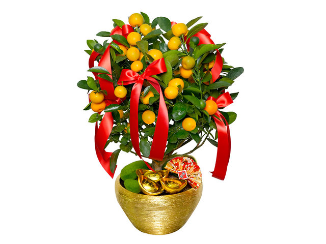 Flower Shop Plants - New Year Citrus Plant NY10 - 0TT0128A1 Photo