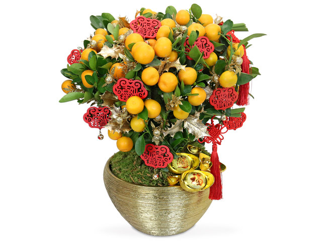 Flower Shop Plants - New year citrus plant NY01 - 0TT0125A1 Photo