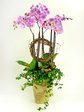 Orchids Blushing Orchids x5 (A) Orchids P2138