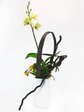 Orchids Dancing  Orchids L33131