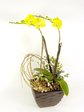 Orchids Green Orchid x2B Orchids P16215