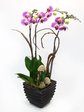Orchids Japanese Lady x 3 Orchids L29963