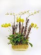 Orchids Orchid Delight x6 (B) Orchids P2391