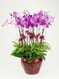 Orchids Orchid Glory x12 (B) Orchids P2266