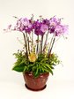 Orchids Orchid Glory x12 (C) Orchids P2371