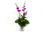 Orchids Orchid Glory x2D Orchids L35980