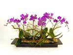 Orchids Orchid Ikebana x 6 Orchids P17128