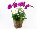 Orchids Orchids x 5 G Orchids L18539