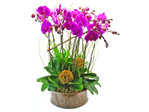 Orchids Phalaenopsis orchids x 10 in glass Orchids L39388