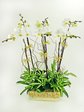 Orchids Pure Orchid x6 (A) Orchids P2089