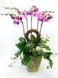 Orchids Special Orchids x 5 Orchids L18058