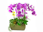 Orchids Super Large orchid x 11 Orchids L38778