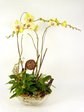 Orchids Yellow Orchid x3B Orchids P16695