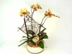 Orchids Yellow Orchids x 3  Orchids P0594