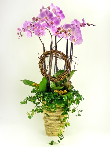 Orchids - Blushing Orchids x5 (A) - P2138