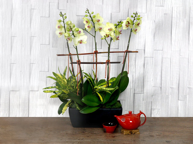 Orchids - CNY Florist Deco Orchid CL27 - L76610690 Photo
