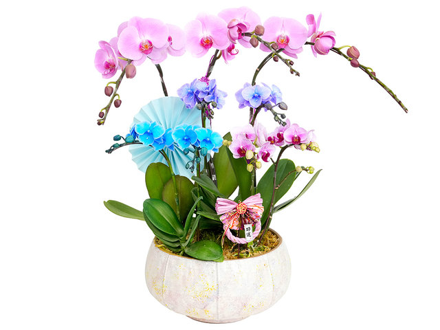 Orchids - CNY Macaron Orchid ND 71 - CRO20130A2 Photo