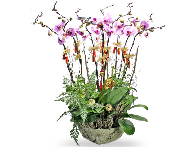 Orchids - CNY Ochrid Deco AP23 - L36511560 Photo