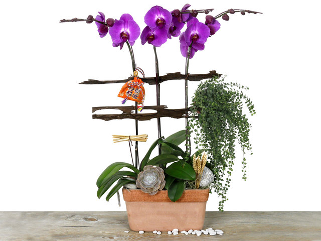 Orchids - CNY Orchid Deco CL22 - L76610675 Photo
