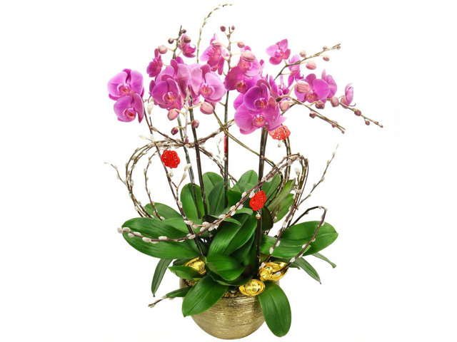 Orchids - CNY Orchids X5 PL04 - CRO20129A2 Photo