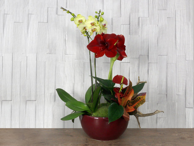 Orchids - CNY florist Deco-Orchid CL29 - L76610719 Photo