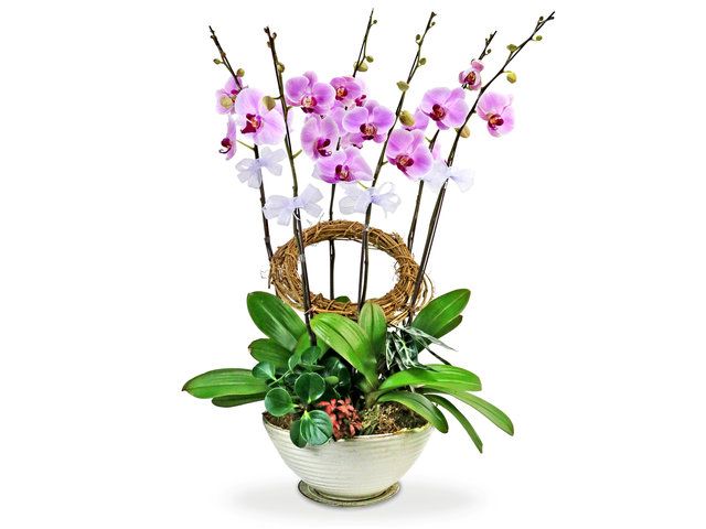 Orchids - Classical Pink Orchids X6 - L76601171 Photo