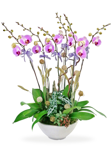Orchids - Congratulations Orchid x6 - L76601169 Photo