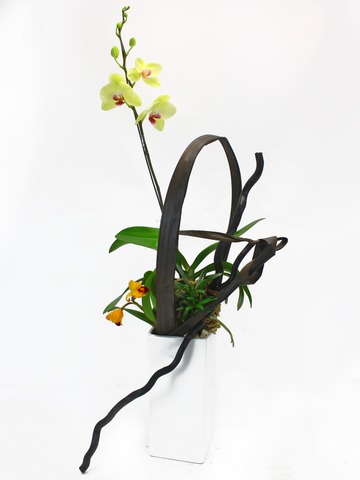 Orchids - Dancing  - L33131 Photo