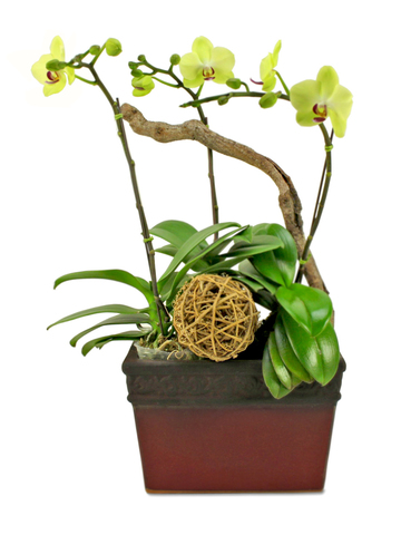 Orchids - Fresh Green  - B3516 Photo