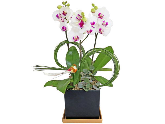 Orchids - Mini Orchids in Pot MO02 - OD0421A4 Photo