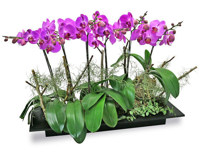 Orchids - Ochrids Decor Plant PH30 - L76608298 Photo