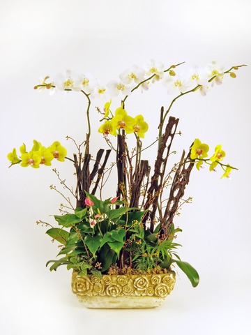 Orchids - Orchid Delight x6 (B) - P2391