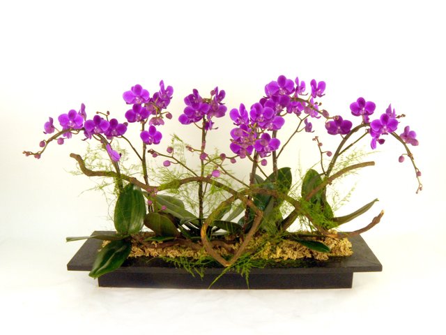 Orchids - Orchid Ikebana x 6 - P17128