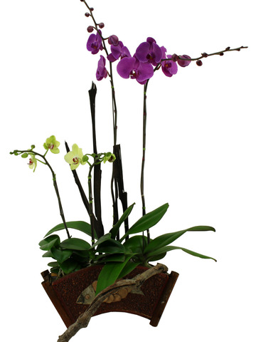 Orchids - Orchids A - B3515 Photo