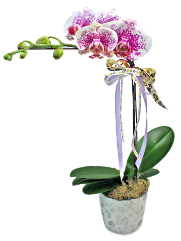 Orchids - Orchids Plant Florist Decor x1 W - L181677 Photo