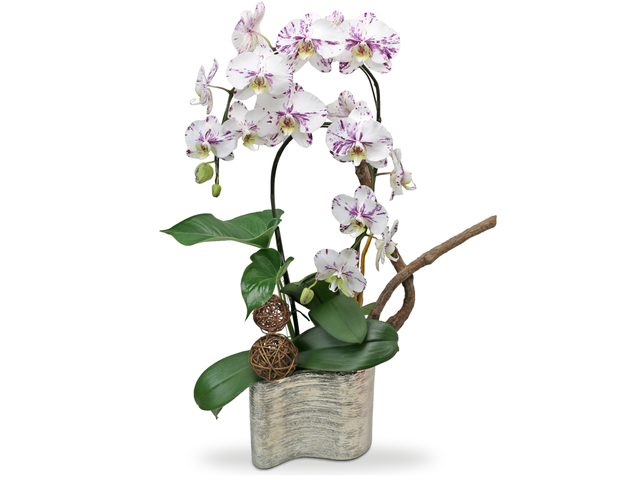 Orchids - Orchids Vase Florist Gift  PH20 - L76607010 Photo