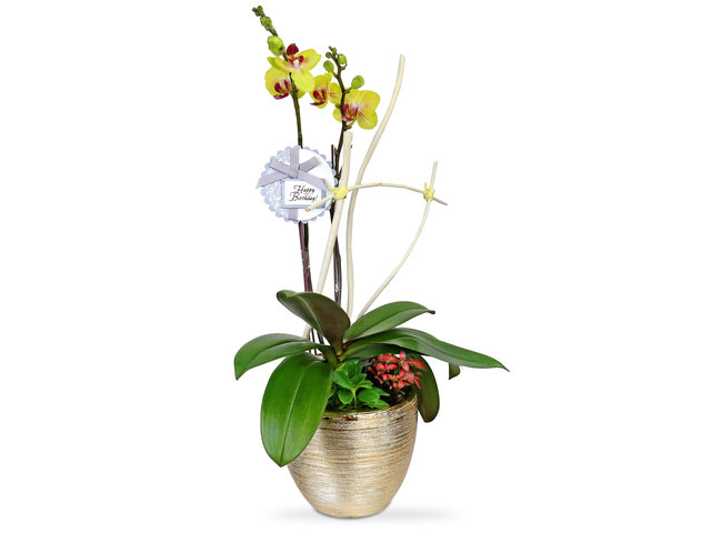 Orchids - Orchids decor plant  B11 - L4451 Photo