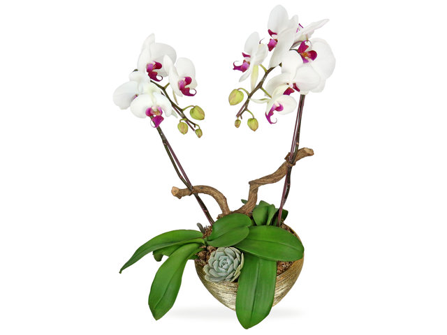 Orchids - Orchids decor plant  B12 - L4457 Photo