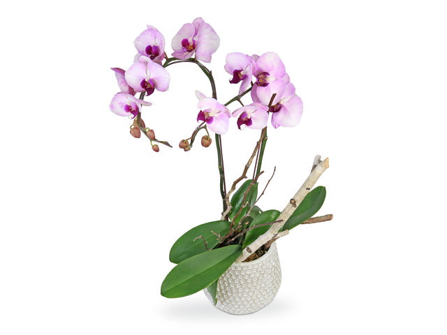 Orchids - Orchids decor plant  D16 - L8997 Photo